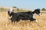 BORDER COLLIE 119